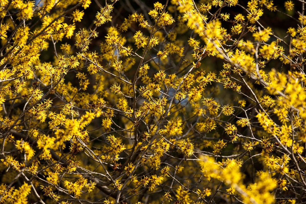 Hamamelis mollis