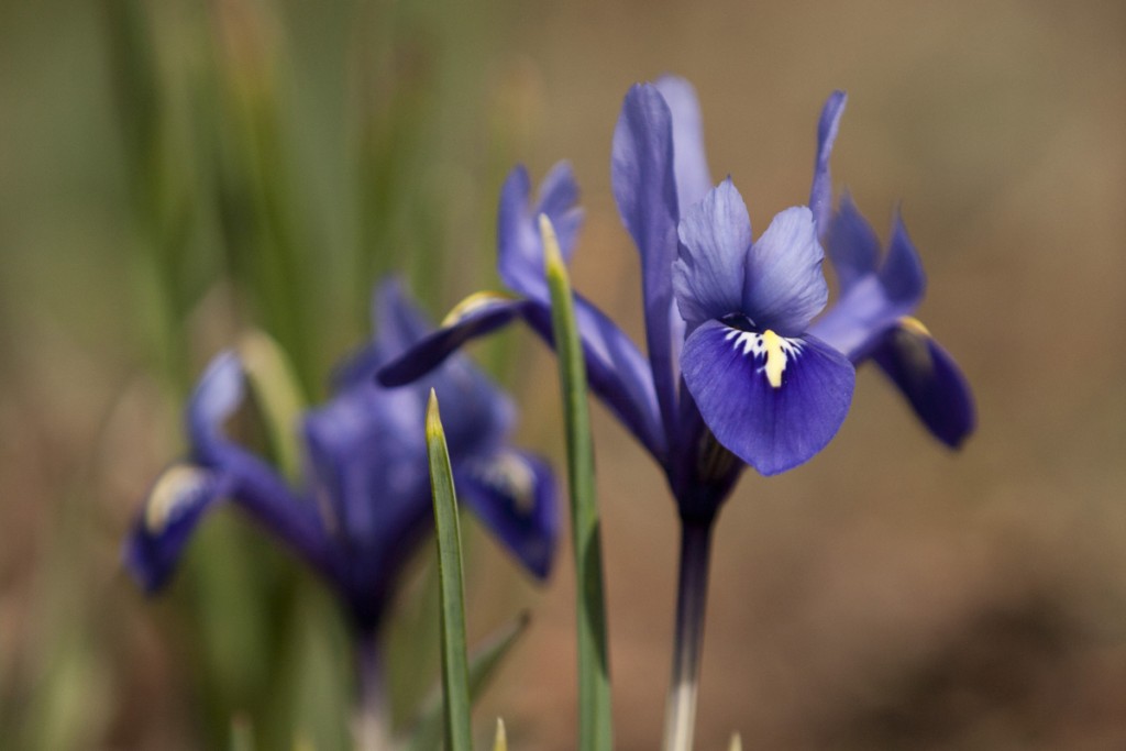 Iris 'Harmony'