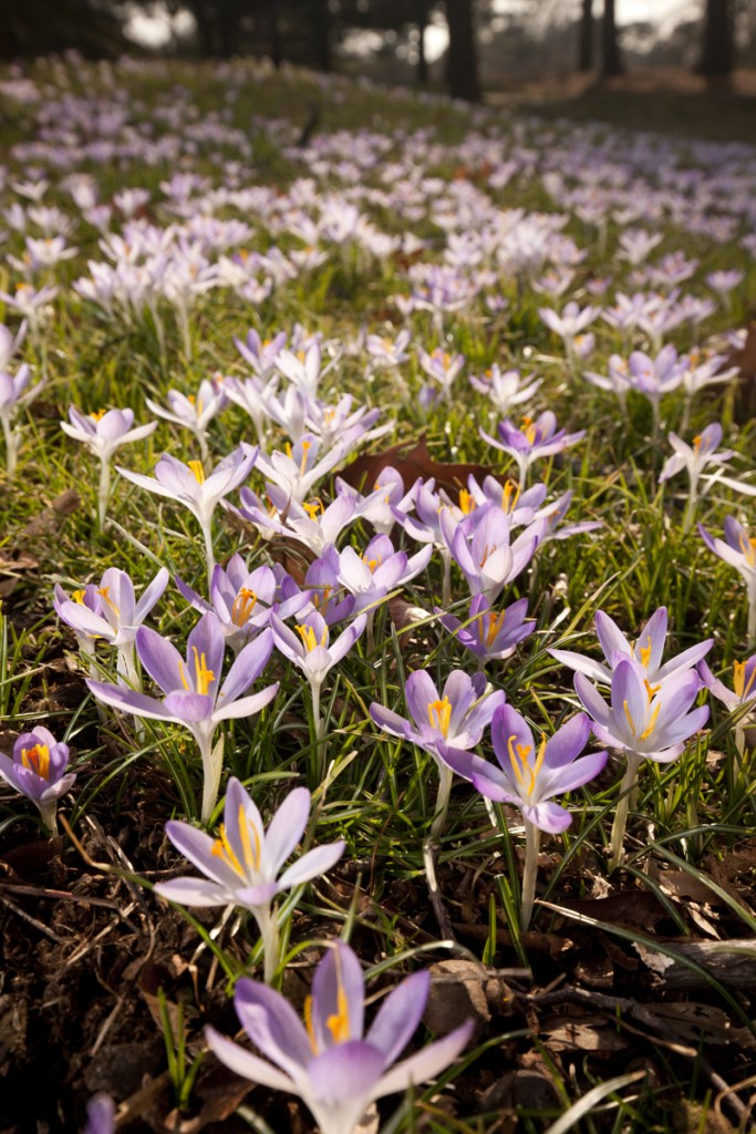 Crocuses