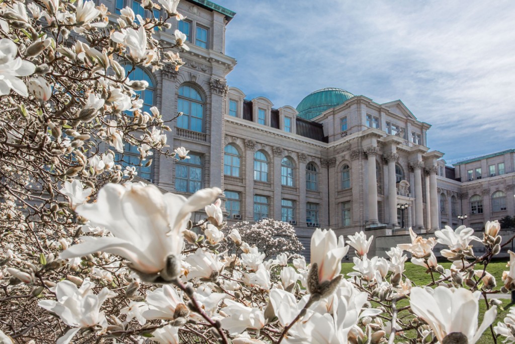 Star magnolia