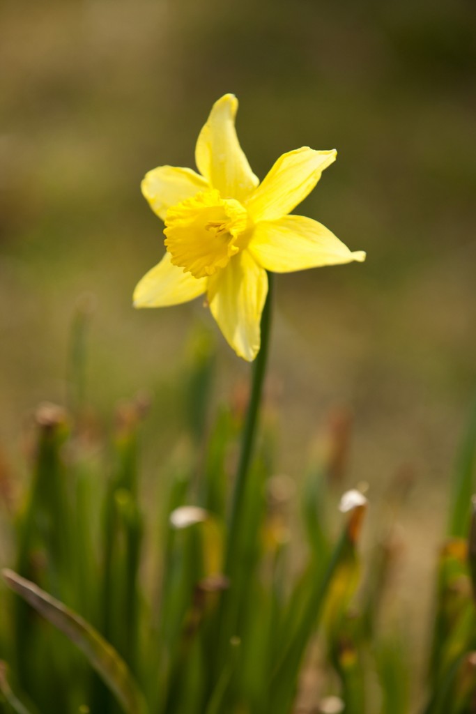 Narcissus 'February Gold'