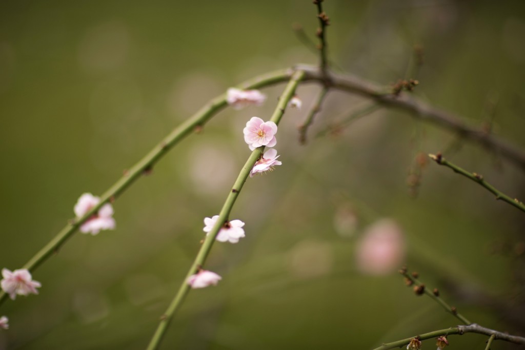 Prunus mume 'Pendula'