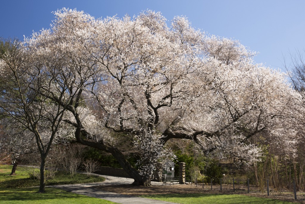 Prunus pendula var. ascendens 16