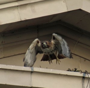 Rose the Red-tailed Hawk