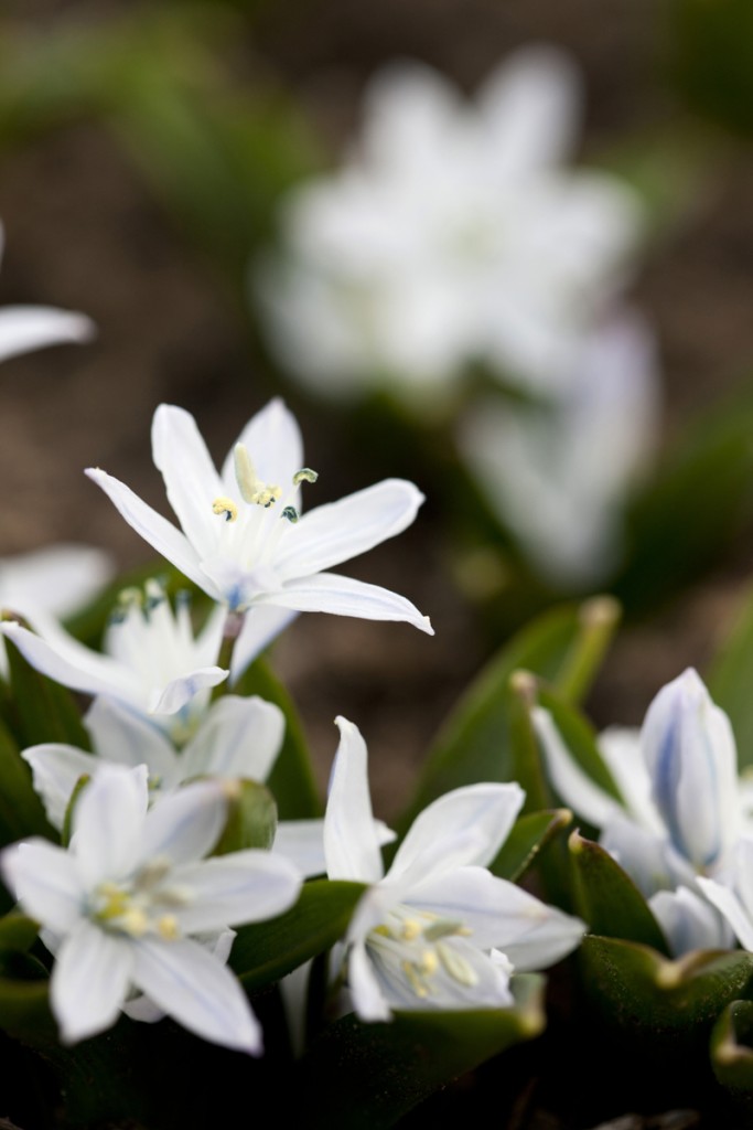 Scilla mischtschenkoana 'Tubergeniana'