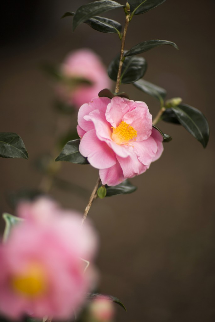 Camellia japonica 'Spring's Promise'