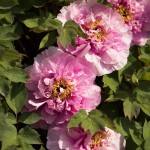 Paeonia suffruticosa cultivar in the Tree Peony Collection