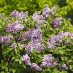 Syringa vulgaris 'Alphonse Lavallee' Lilac Collection