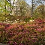 Azalea Garden New York Botanical Garden