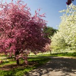 Flowering crabapples on Daffodil Hill New York Botanical garden malus