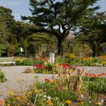 tulips perennial garden