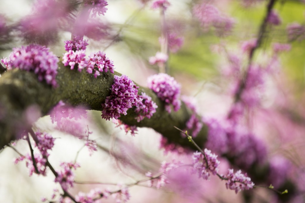 Cercis canadensis