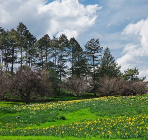 Daffodil Hill