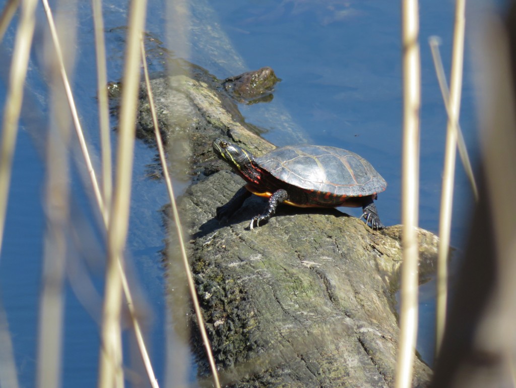 painted turtle