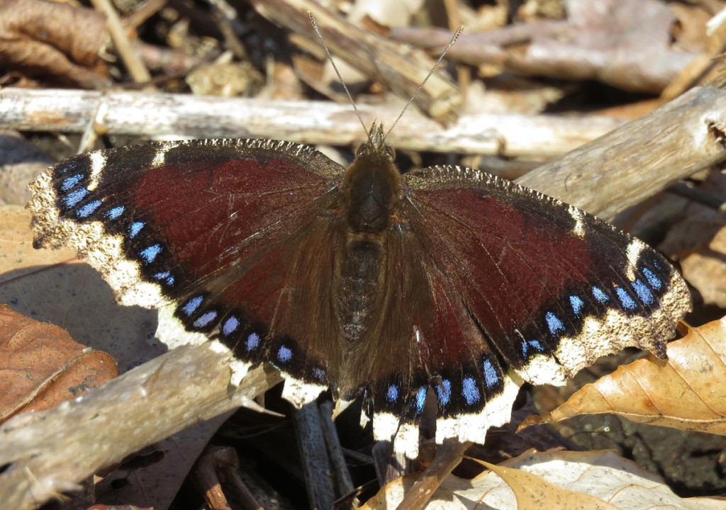 Mourning cloak butterfly