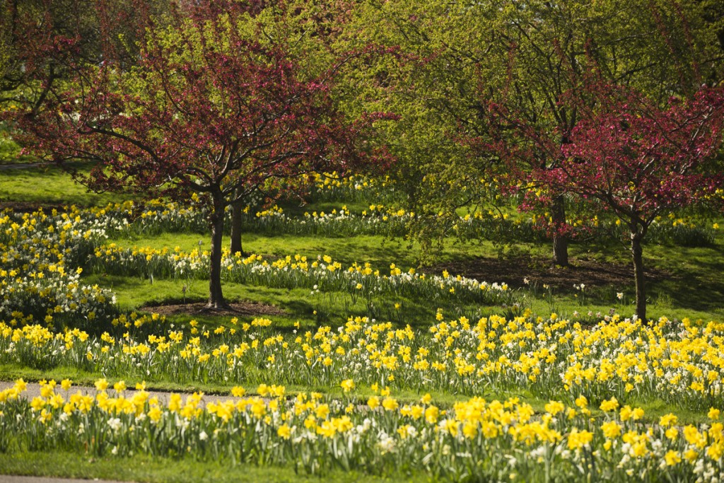 Crabapples and daffodils