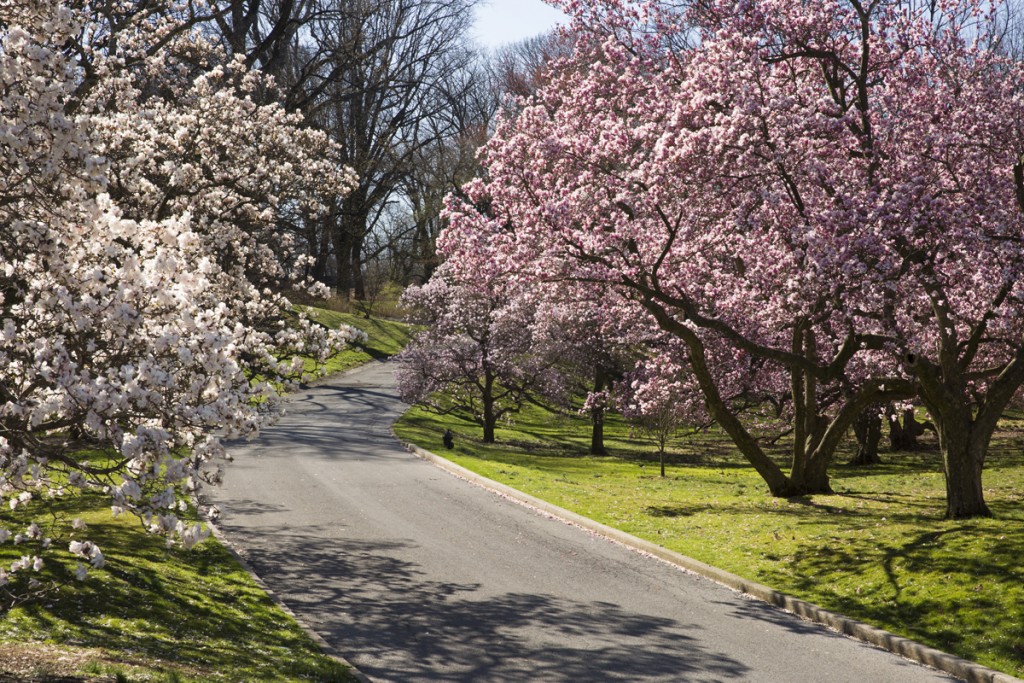 Magnolias