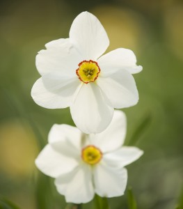 Narcissus 'Tahiti'