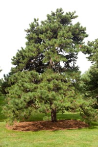 Pinus rigida, pitch pine