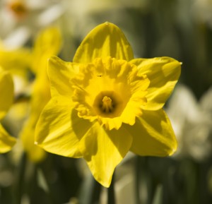 Daffodils at NYBG