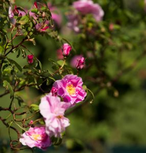 Hybrid Rugosa rose 'Therese Bugnet'