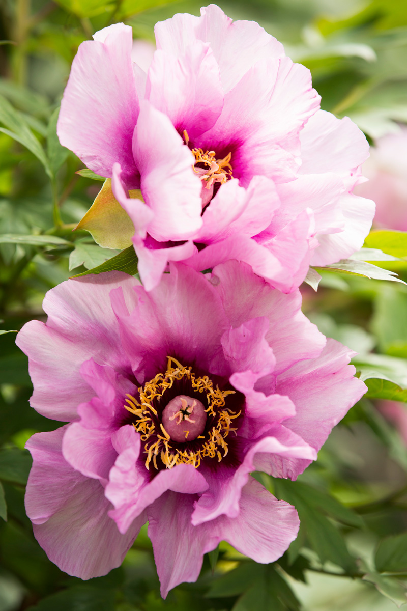 Tree Peonies Plant Talk