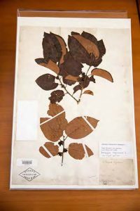 Herbarium specimen of a plant that originally grew in the Elgin Botanic Garden. NYBG William and Lynda Steere Herbarium.