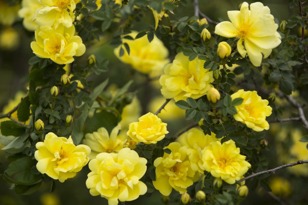 Hybrid Spinosissima rose Rosa 'Harrison's Yellow'