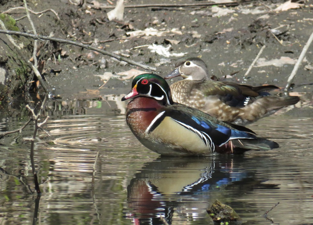 Wood ducks