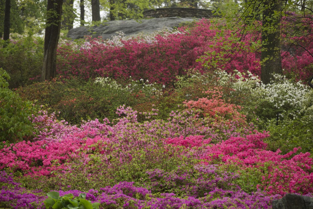 Azalea Garden