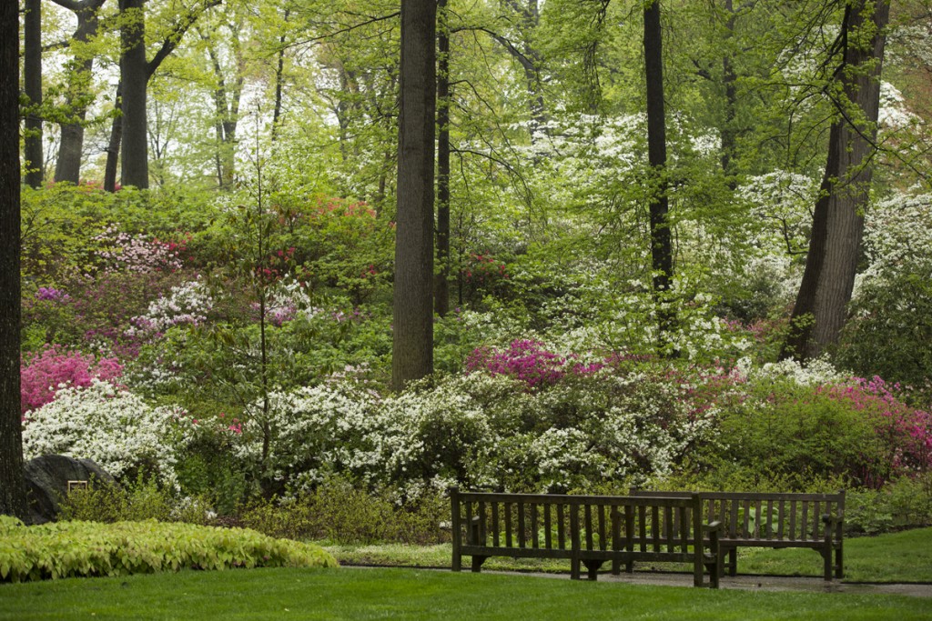 Azalea Garden