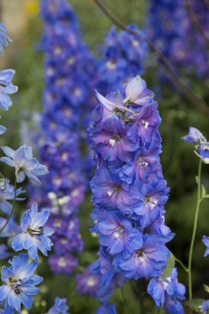 Delphinium