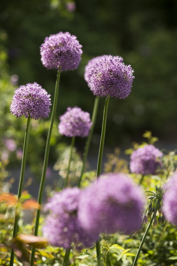 Ornamental onion