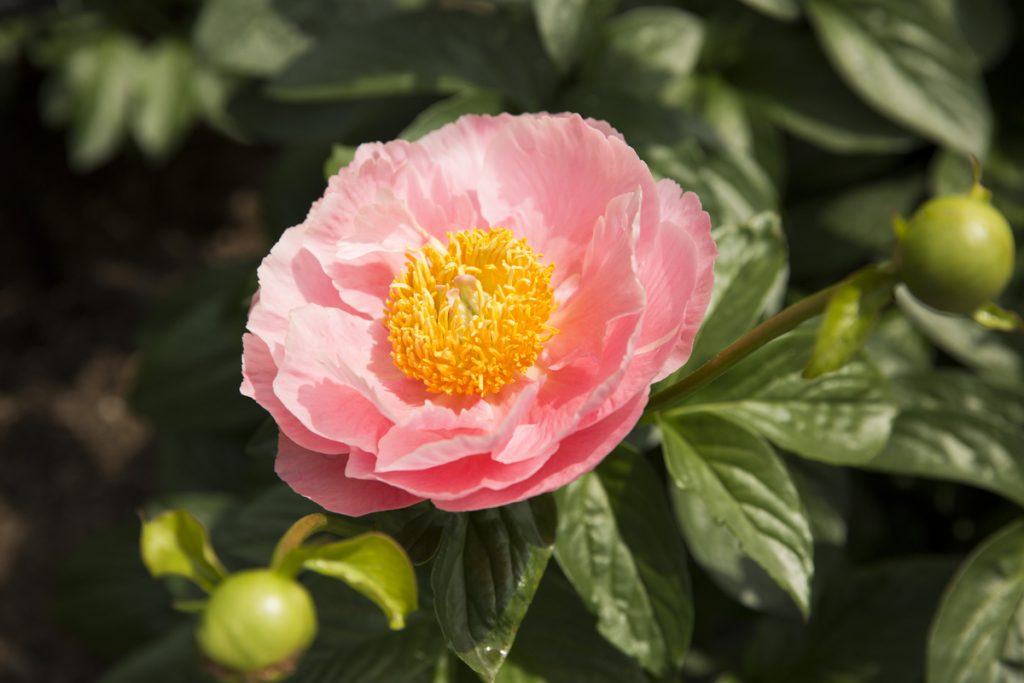 Paeonia 'Salmon Dream'