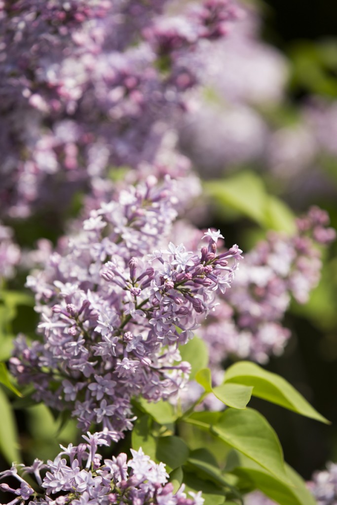 Syringa vulgaris 'Alphonse Lavallee'