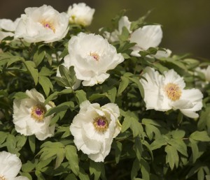 Tree Peonies