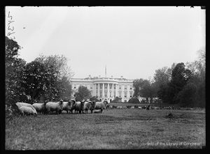 Sheep grazed the White House lawn during World War I.