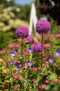 allium perennial garden