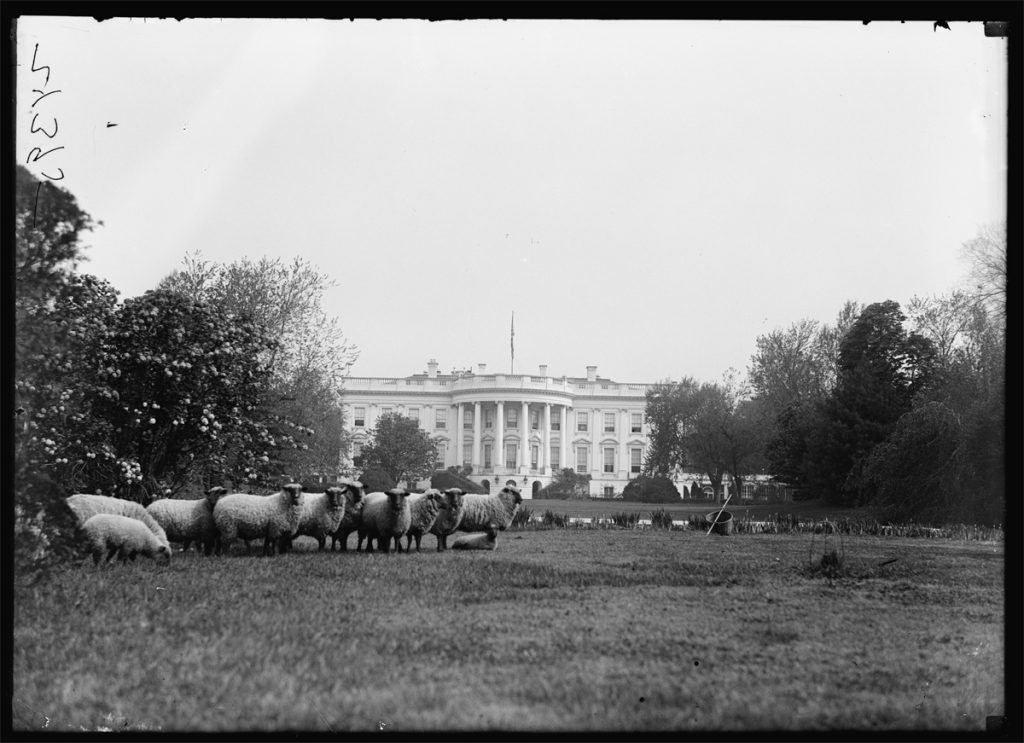 Sheep grazing the White House lawn (Courtesy of the Library of Congress)