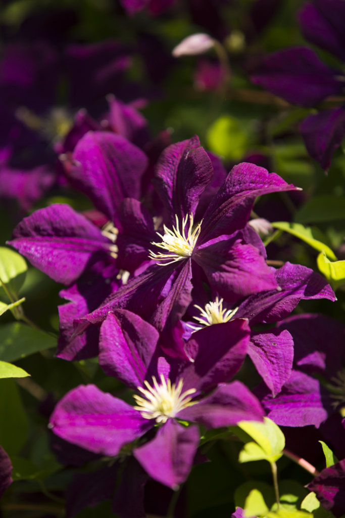 Clematis 'Etoile Violette'