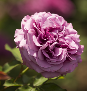 Floribunda rose Plum Perfect