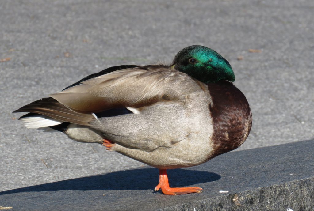 Drake Mallard