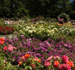 Rockefeller Rose Garden