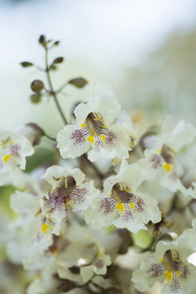 Catalpa x erubescens 'Purpurea'