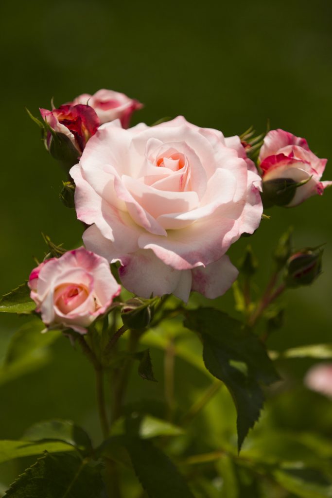 Shrub rose 'Rosenstadt Freising'