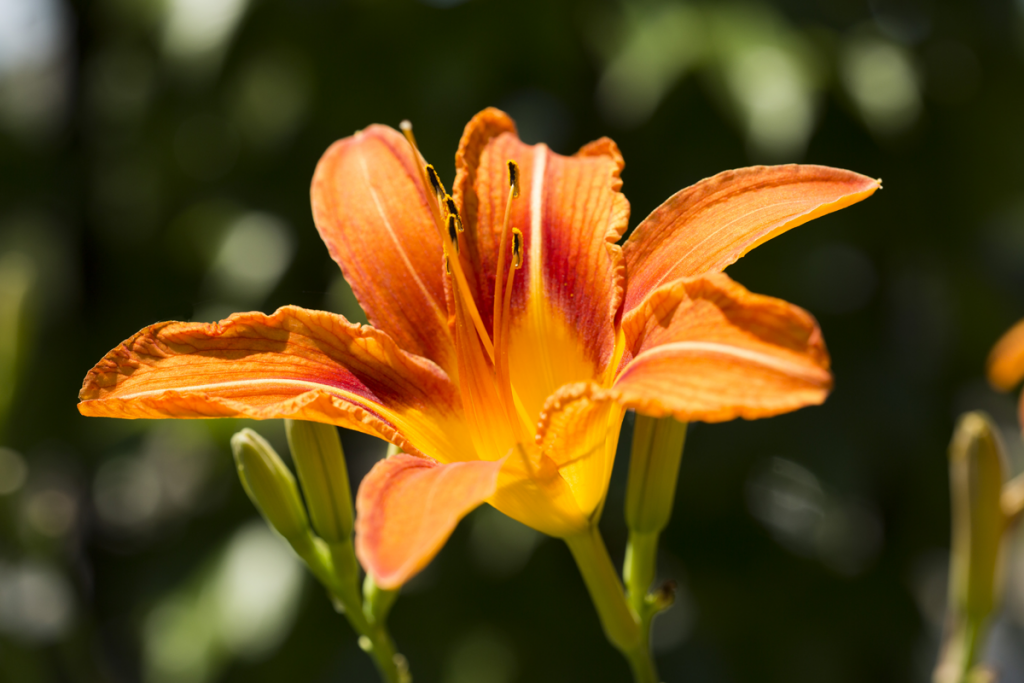 Hemerocallis 'Cinnabar'