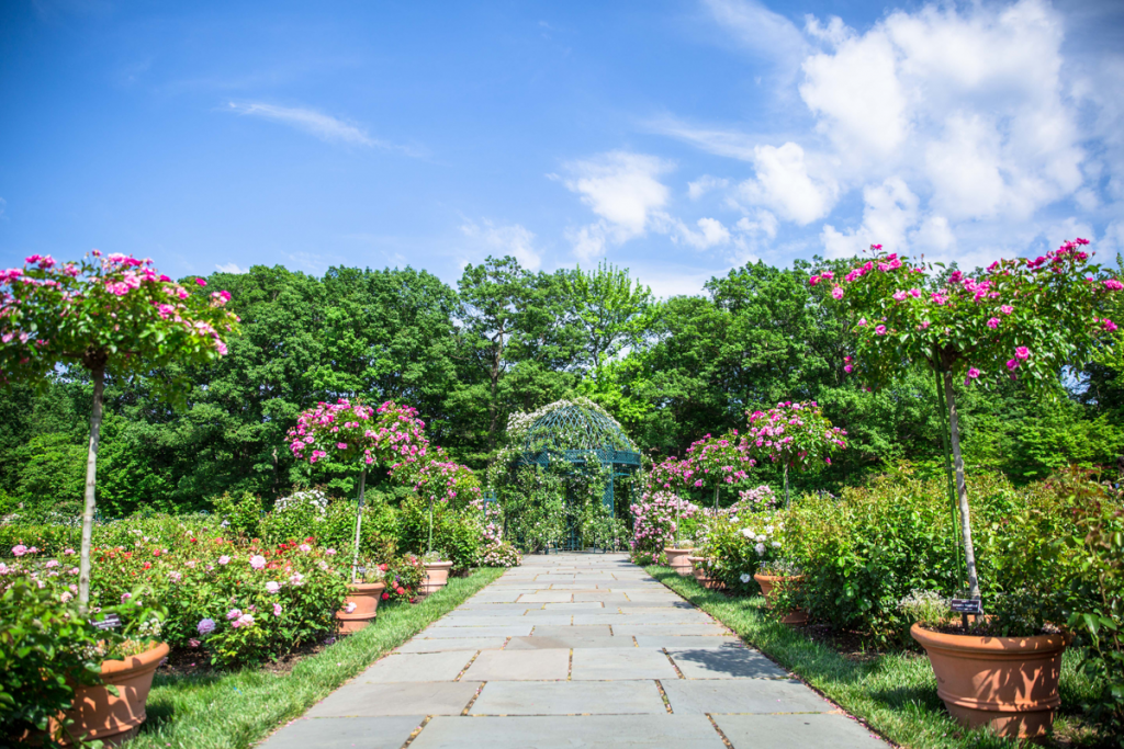 Peggy Rockefeller Rose Garden