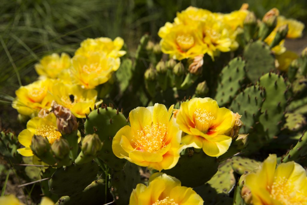 Opuntia humifusa