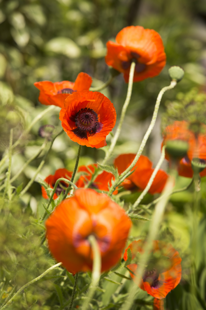 Papaver orientale 'Prince of Orange'