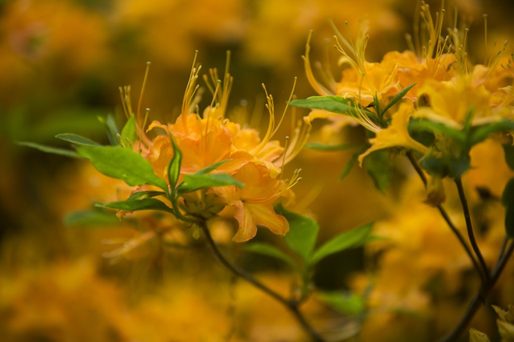 Rhododendron calendulaceum